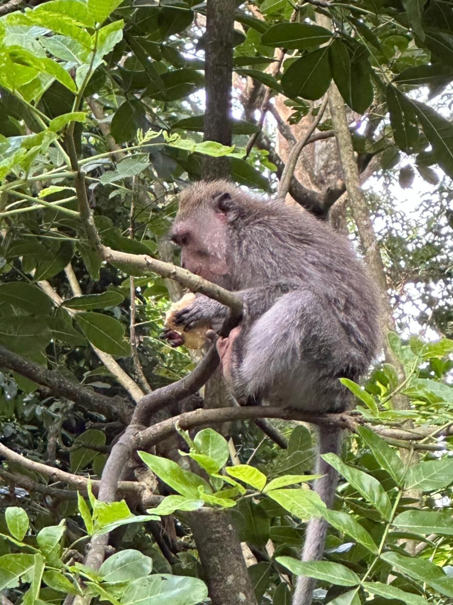 Brata Inn Ubud Exteriör bild